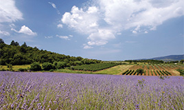 Lavander Fields (Istrian Tourist Board)